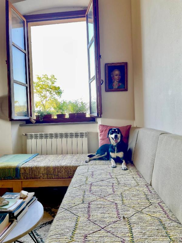 🚨🚨 MUSA - urgente rischio il canile !🚨🚨 Foto 5